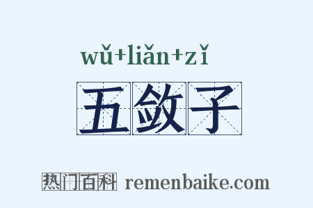 五敛子是什么意思的图片